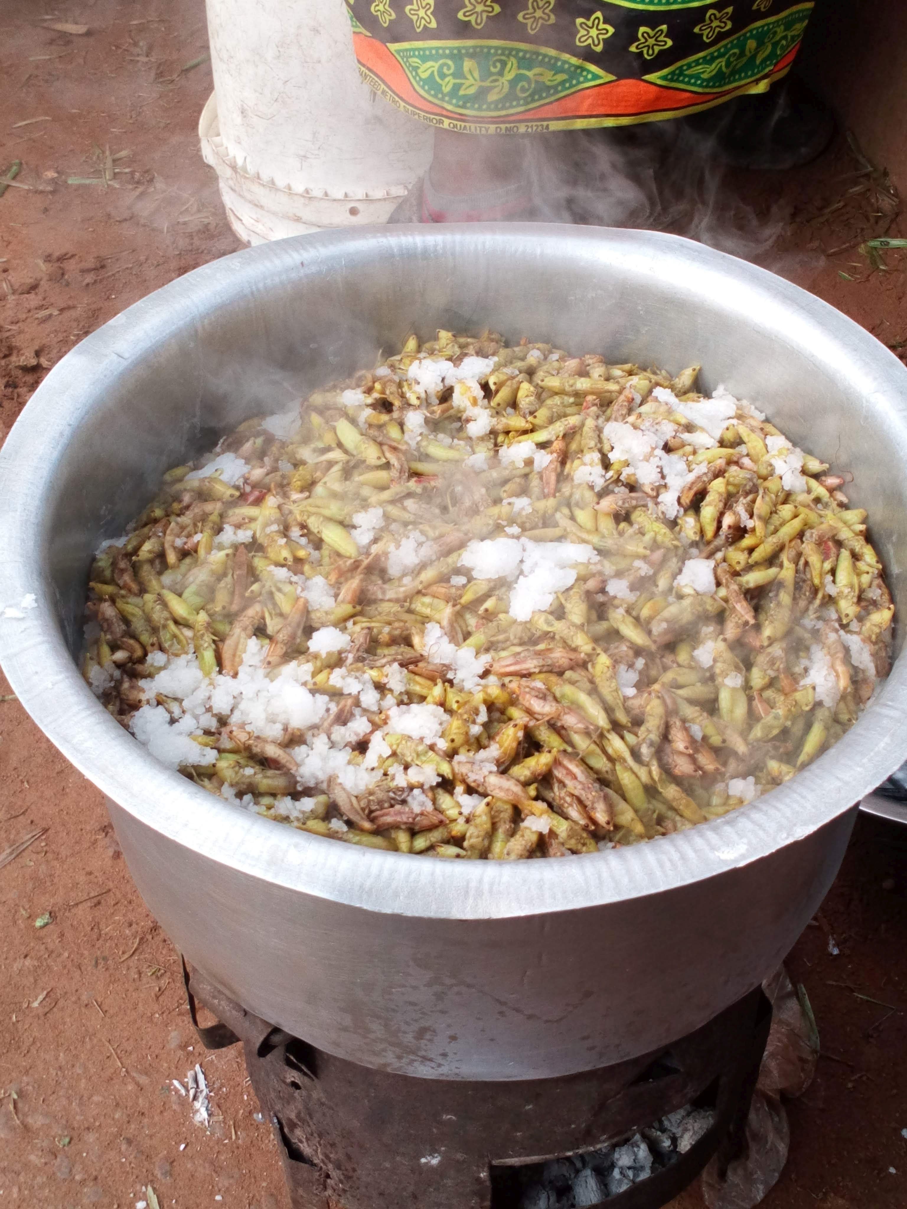 Grasshopper Processing