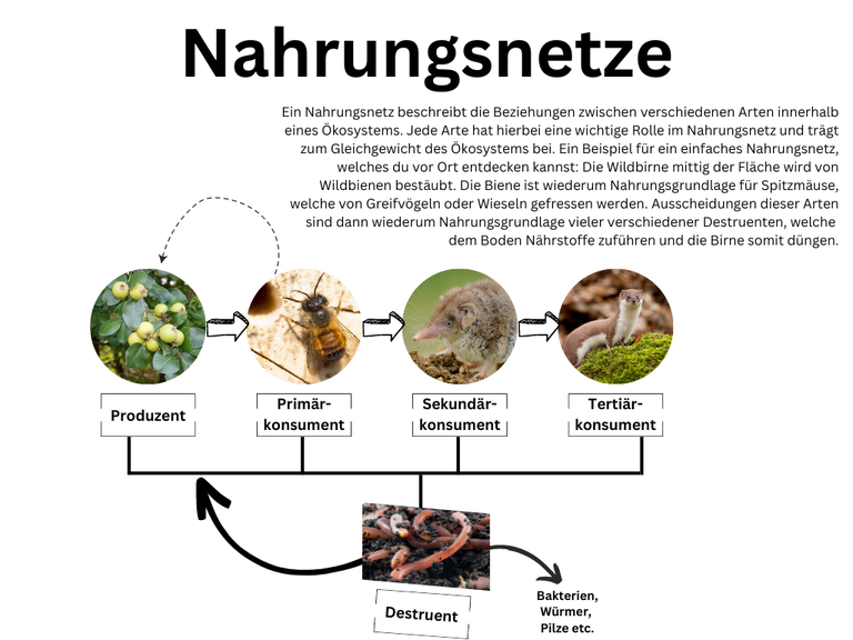 Böttcher, Justus, 2023. exemplarisches Nahrungsnetz.png