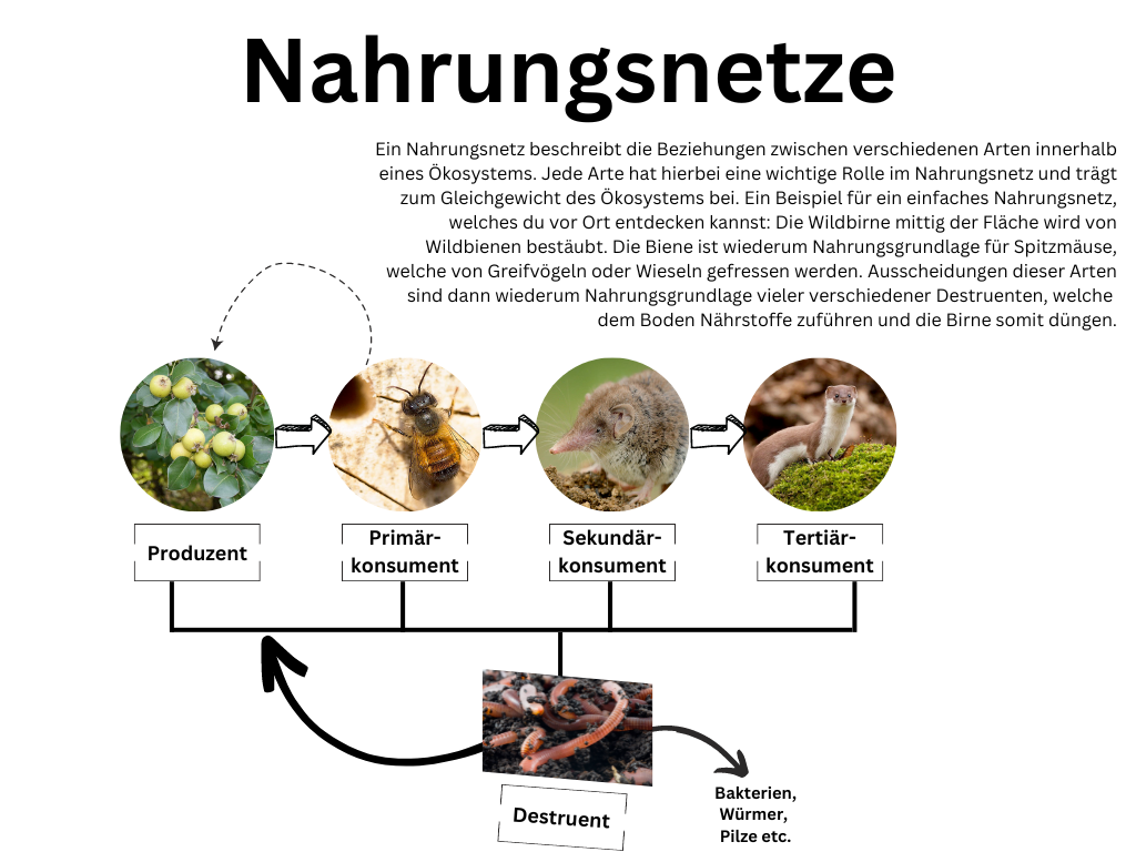 Böttcher, Justus, 2023. exemplarisches Nahrungsnetz.png