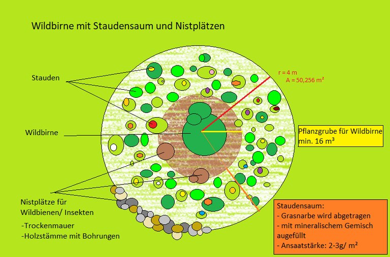 Hornbostel, Yannik, 2023. Wildbirne mit Staudensaum und Nistplätzen.bmp