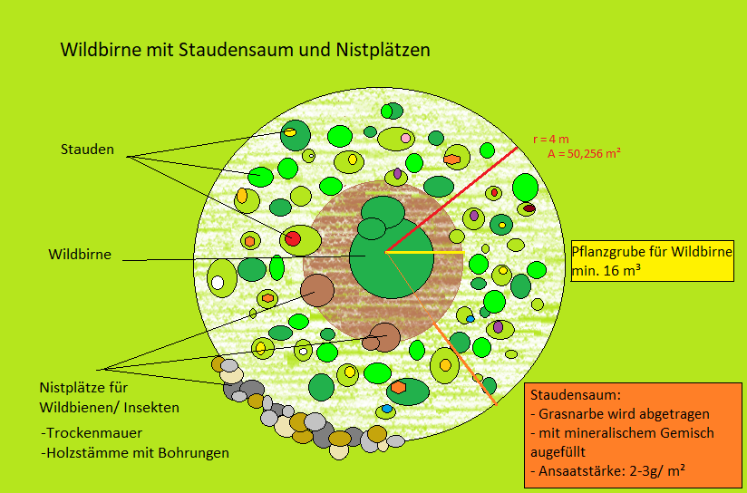 Hornbostel, Yannik, 2023. Wildbirne mit Staudensaum und Nistplätzen.bmp