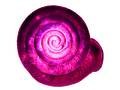 csm_Symposium_Schnecke_3x4_16d7835c22.jpg