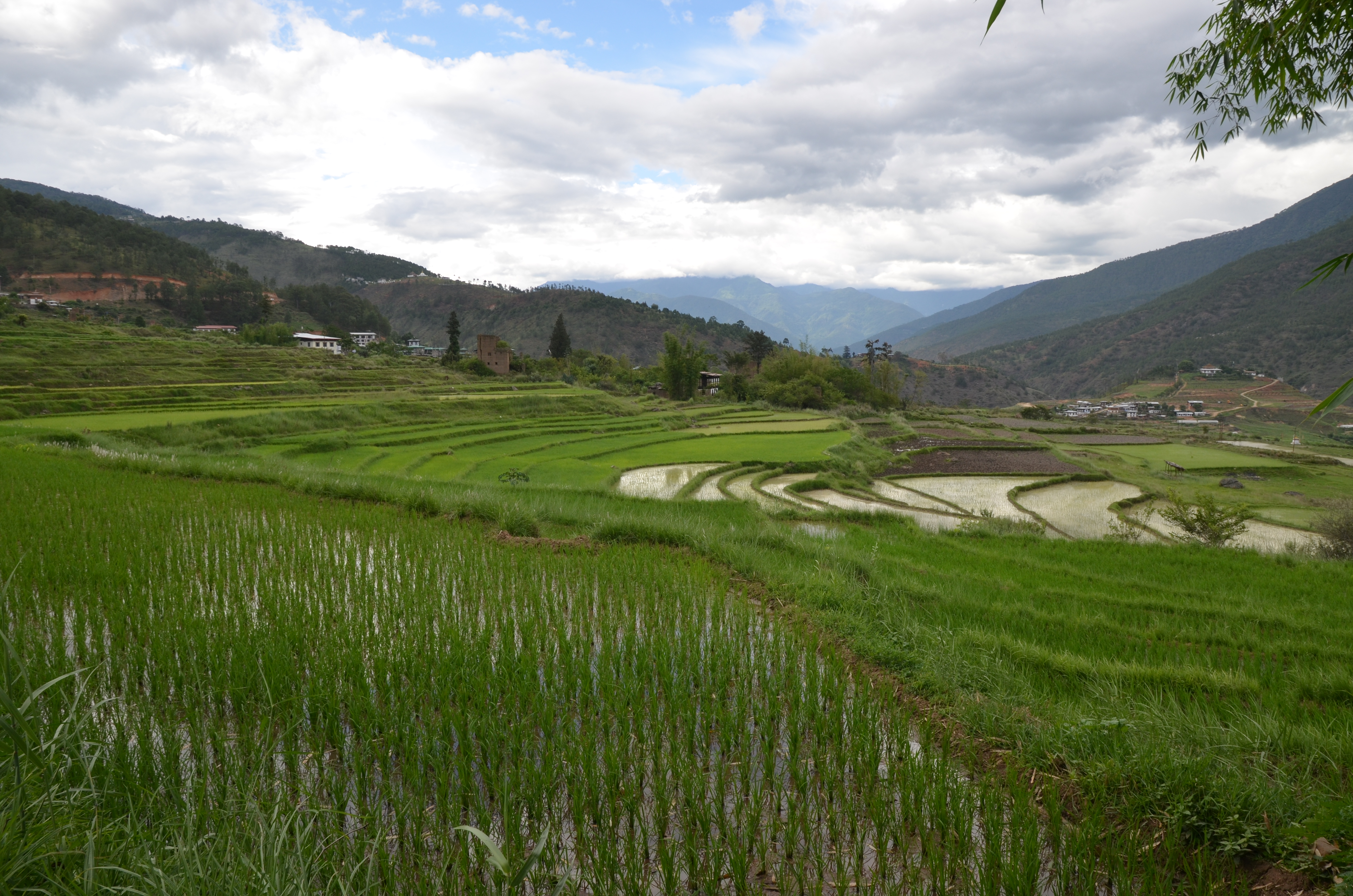 1 Punakha valley paddy terraces.JPG