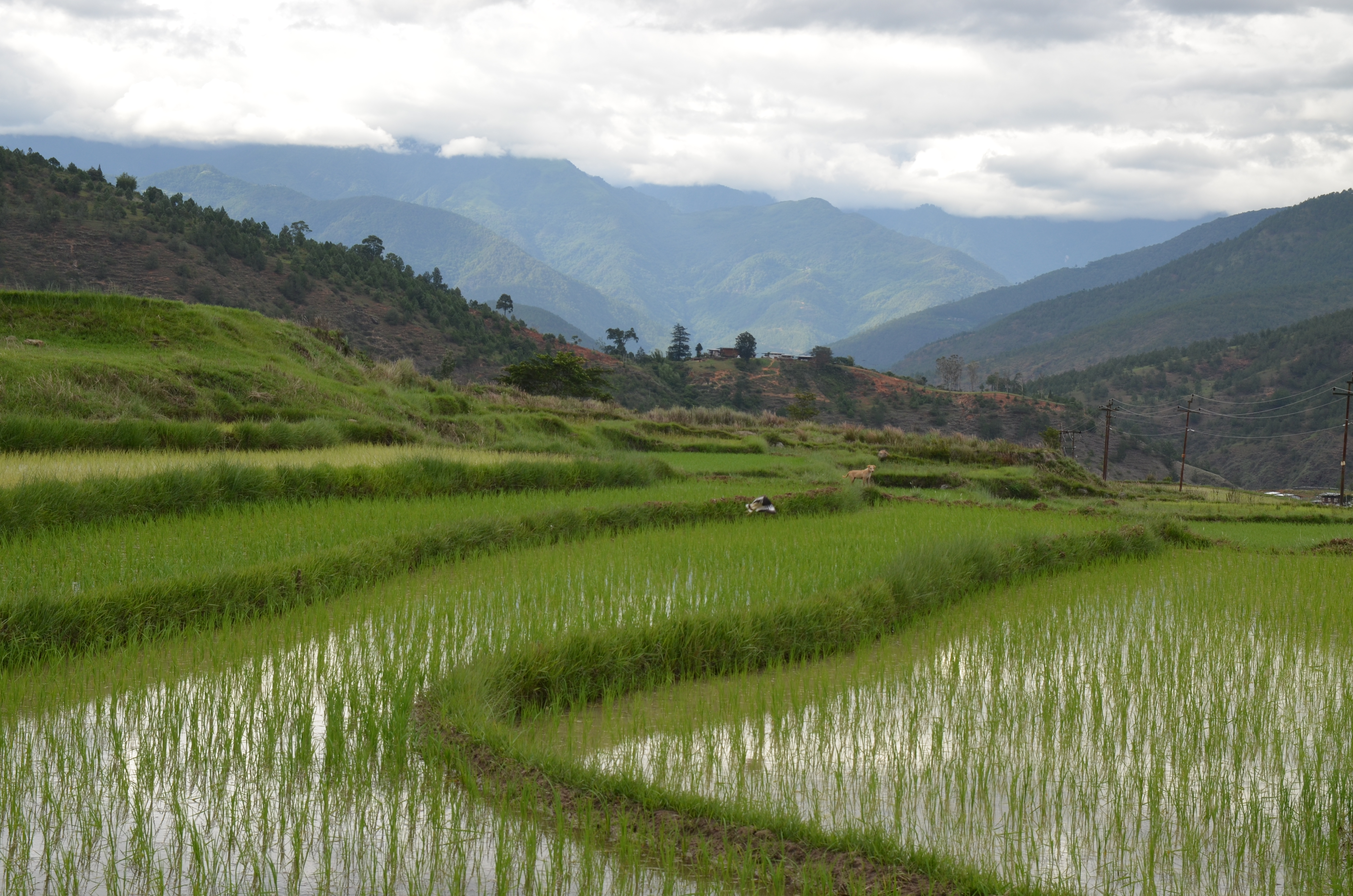 2 Punakha valley paddy terraces.JPG