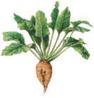 zuckerruebe
