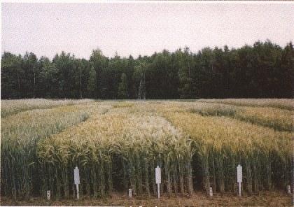 agfeld1.jpg