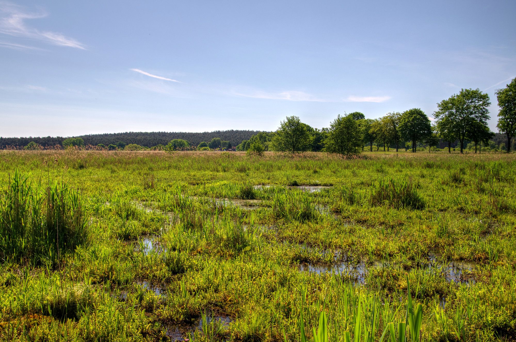 heterogene Moorfläche