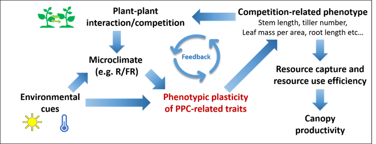 Functions of phenotypic plasticity on canopy productivity 