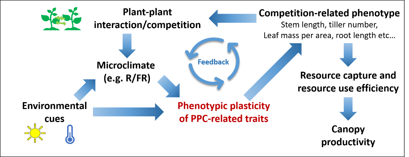 Functions of phenotypic plasticity on canopy productivity 