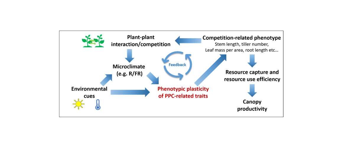 Phänotypische Plastiziät