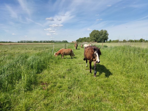 Pferd mit Multisensorgamasche auf Koppel (Bildquelle: M. Schulz) Pferd mit Multisensorgamasche auf Koppel (Bildquelle: M. Schulz)