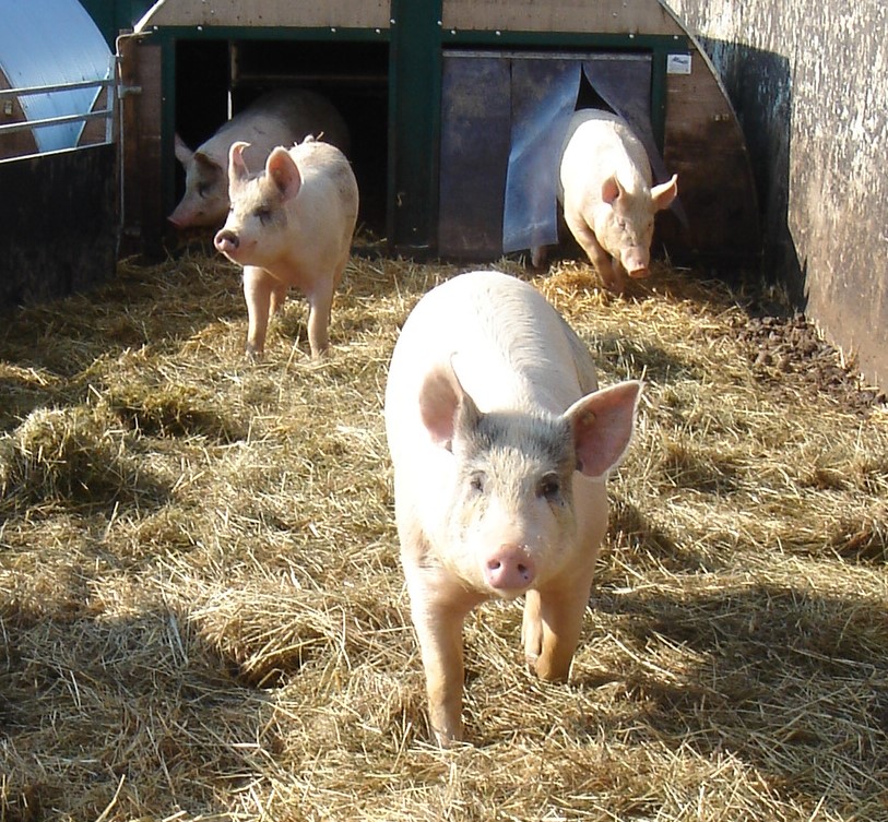 glückliche Schweine