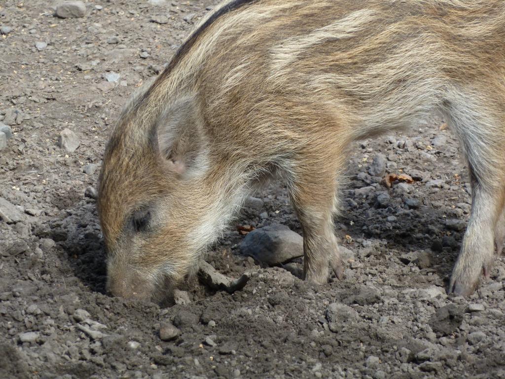 Ferkel schnüffelt