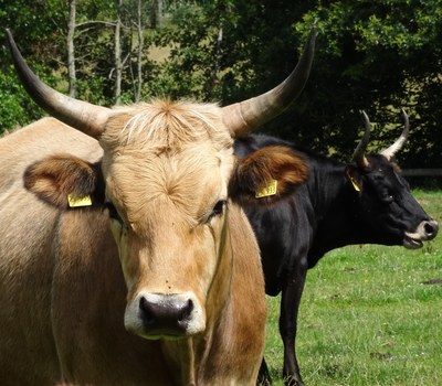 Rind Frontansicht Rind Frontansicht
