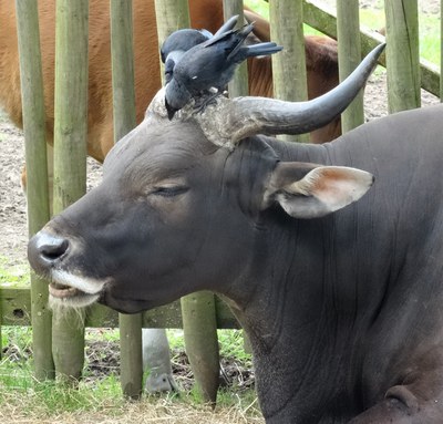 Rind mit Vogel auf dem Kopf Rind mit Vogel auf dem Kopf