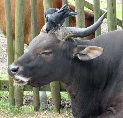 Rind mit Vogel auf dem Kopf Rind mit Vogel auf dem Kopf