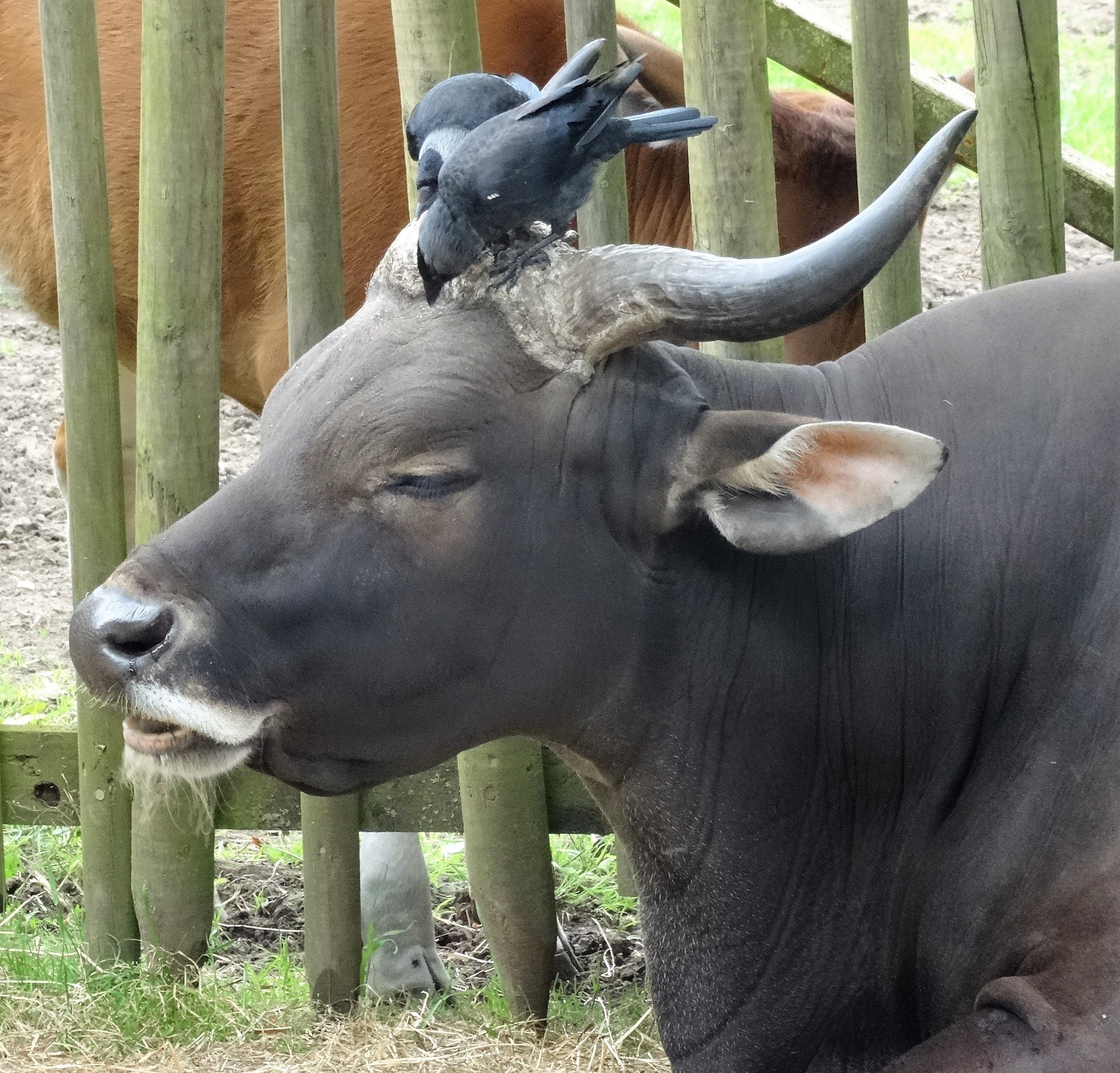 Rind mit Vogel