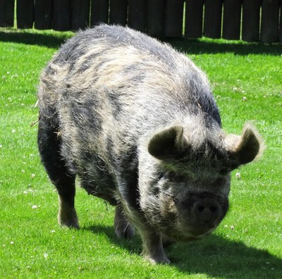 Schwein auf Wiese Schwein auf Wiese