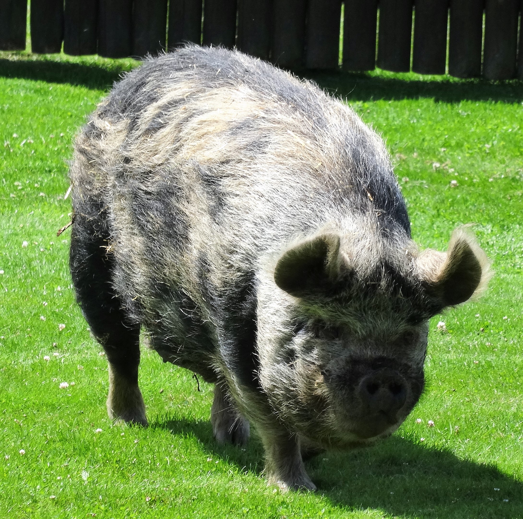 Schwein auf Wiese