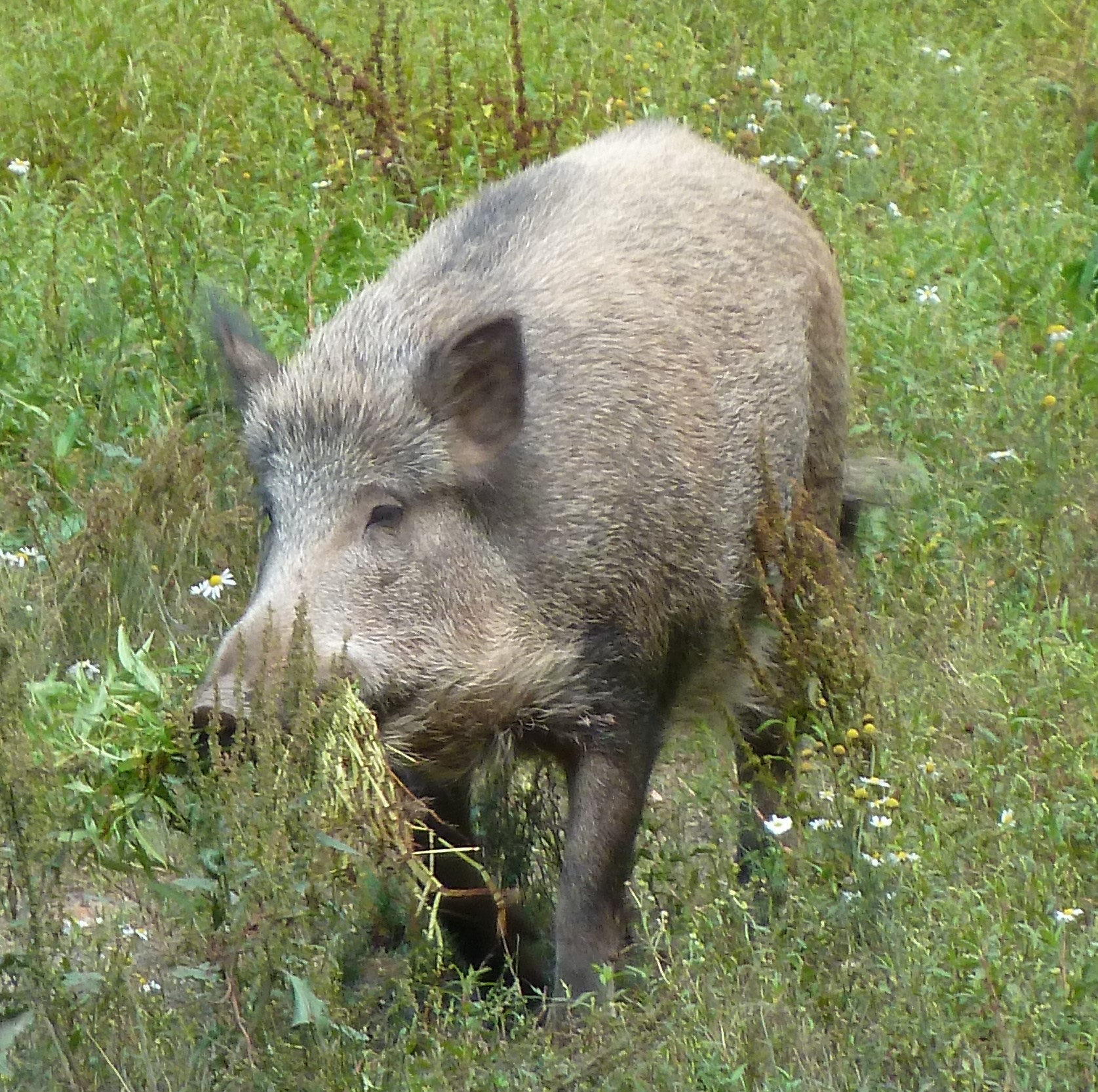 Wildschwein im Gras