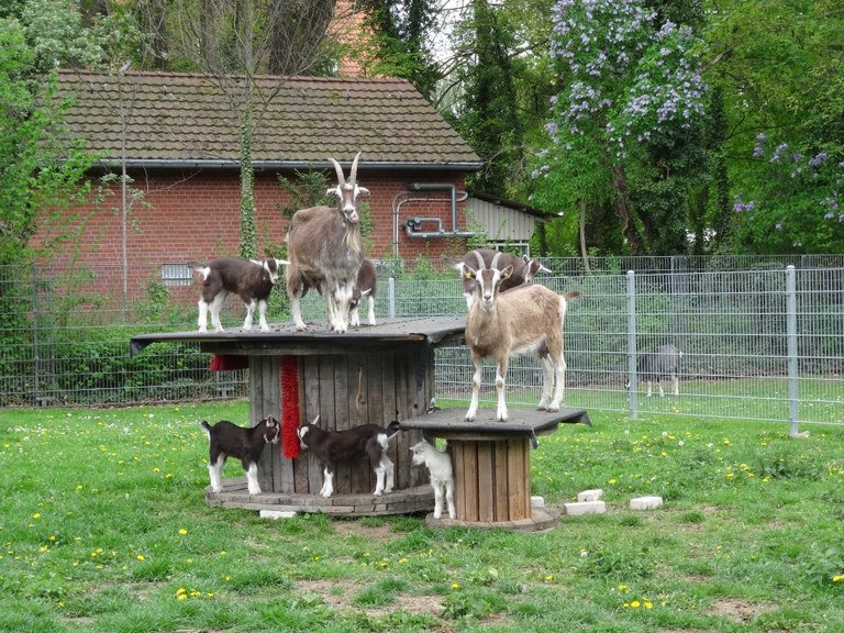 Ziegenlämmer