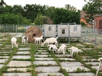Ziegen im Hof Ziegen im Hof