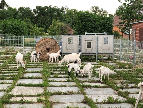 Ziegen-Hof