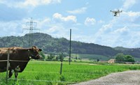 Drohne über Kuh auf Koppel Drohne über Kuh auf Koppel