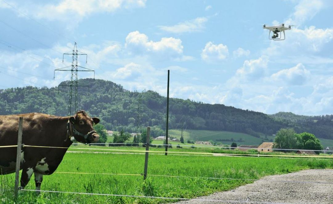 Kuh auf Koppel