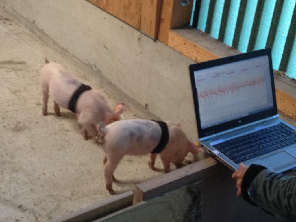Laptop an Schweinebucht