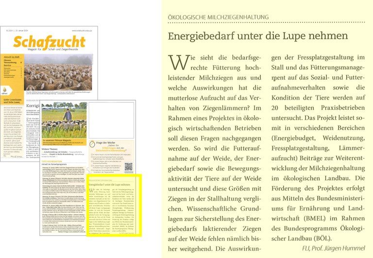 Artikel Schafzucht - 02.2024