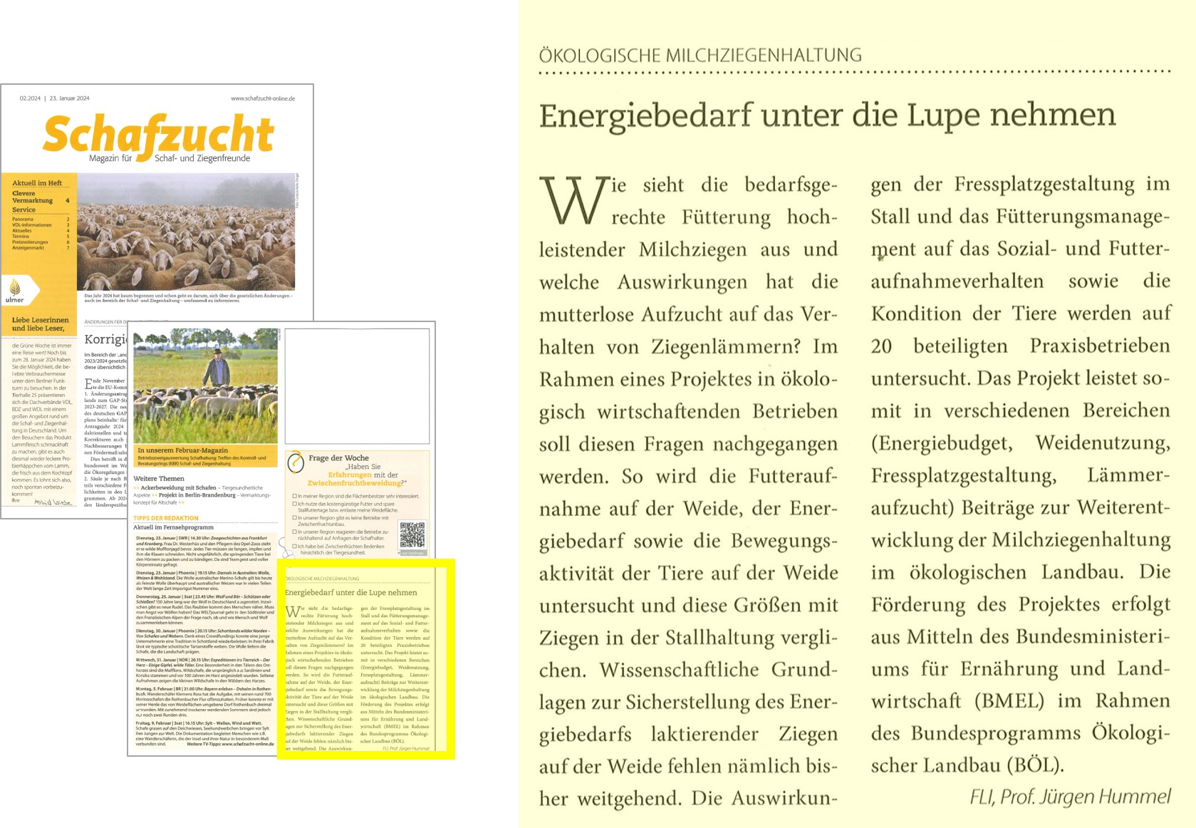 Artikel-Schafzucht_02-2024