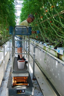 Tomatenernte im Niedrigenergie-Haus der Biosystemtechnik