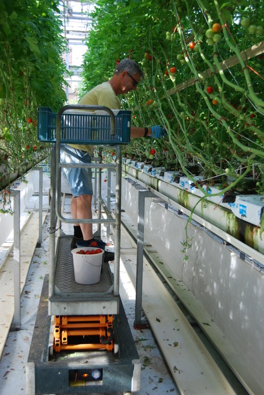Tomatenernte im Niedrigenergie-Haus der Biosystemtechnik (Dahlem)
