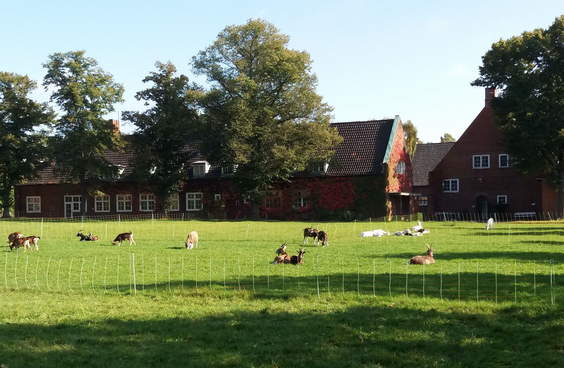 Ziegen vor dem Westflügel