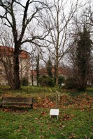 10 Jahre Hoffnungsbaum