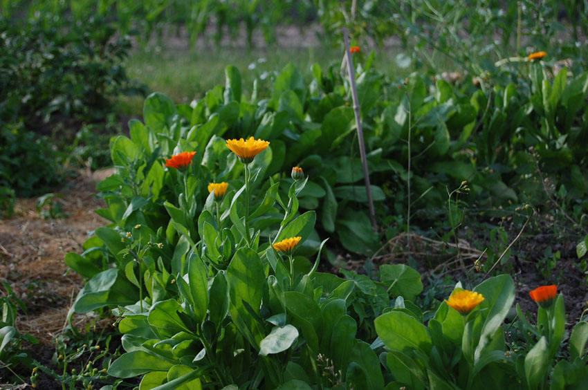 ringelblumen