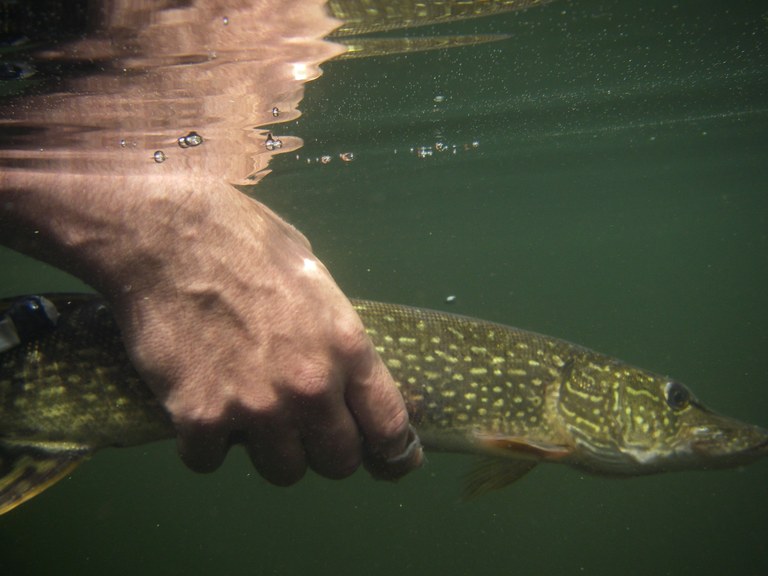 Umfrage: Sind Hobbyangler Tierquäler? Umfrage: Sind Hobbyangler Tierquäler?