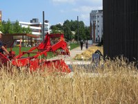Roggenernte in der Mauergedenkstätte 2014