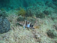 Pfiffige Fische rund um Mallorca Pfiffige Fische rund um Mallorca