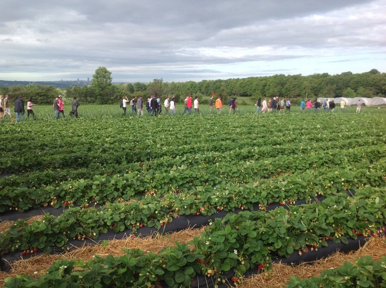 „Renaissance of Flavor“ - das 8. Internationale Erdbeersymposium in Quebec, Kanada, im August 2016 „Renaissance of Flavor“ - das 8. Internationale Erdbeersymposium in Quebec, Kanada, im August 2016