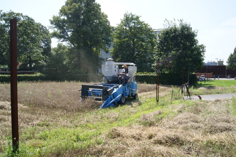 Ernte des Friedensroggens auf dem Mauerstreifen trotz Wetterkapriolen Ernte des Friedensroggens auf dem Mauerstreifen trotz Wetterkapriolen