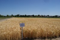 Risikomanagement in der Landwirtschaft – Was kann der Staat tun?