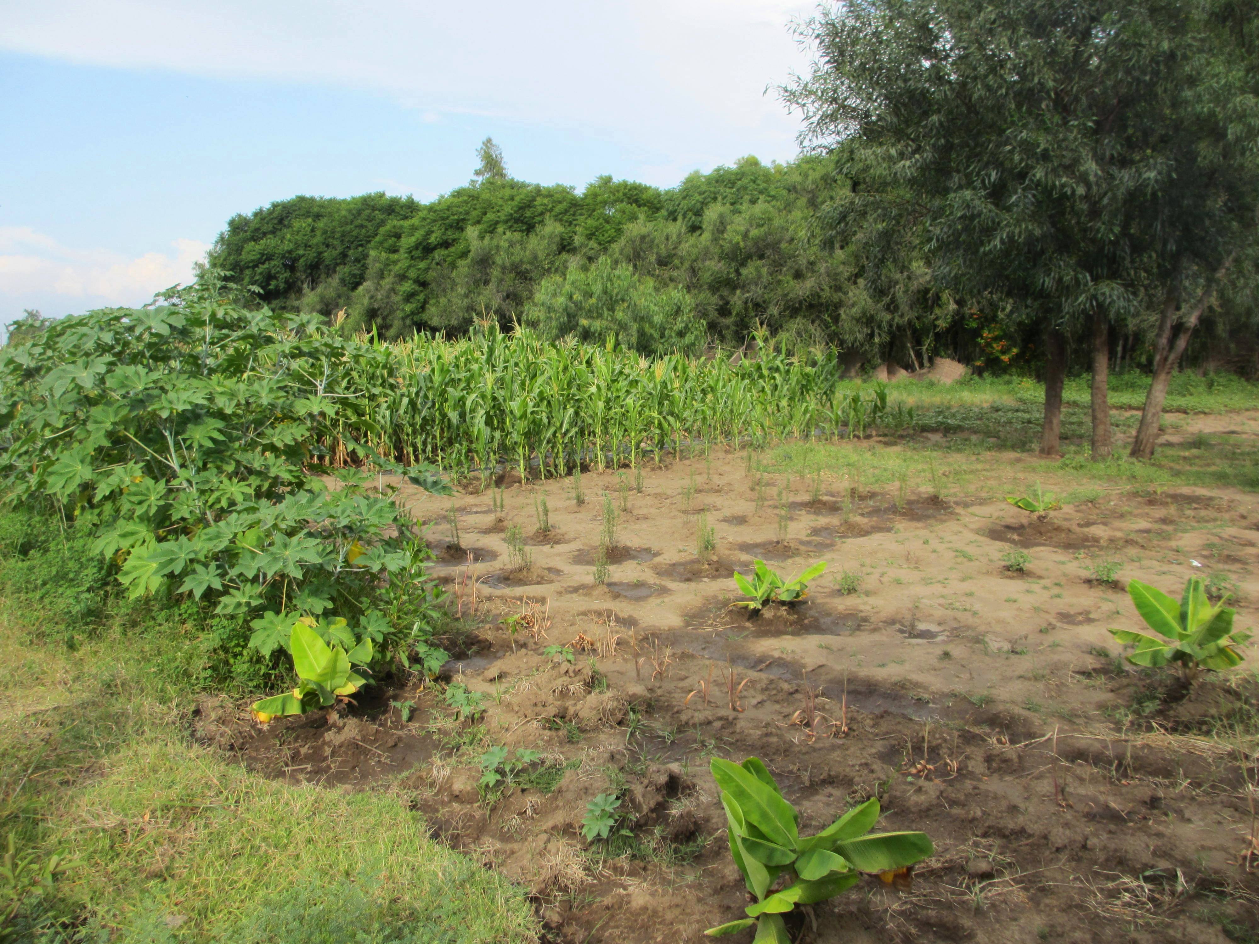 Demonstration field at a Farmer Training Center in Meki area