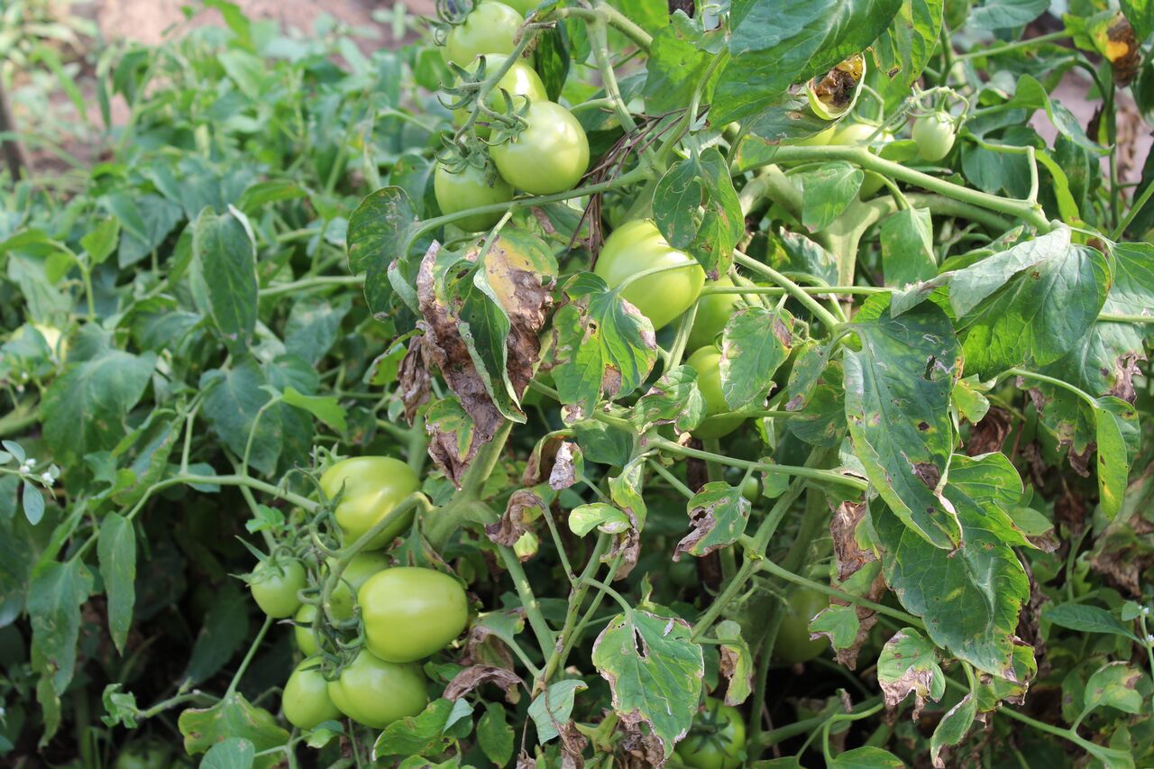 Fungi on a Tomato Plant