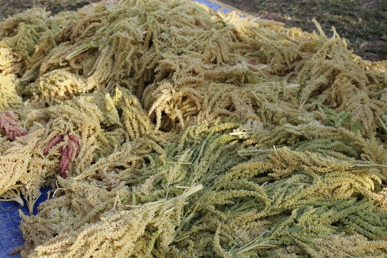 Harvest of Millet