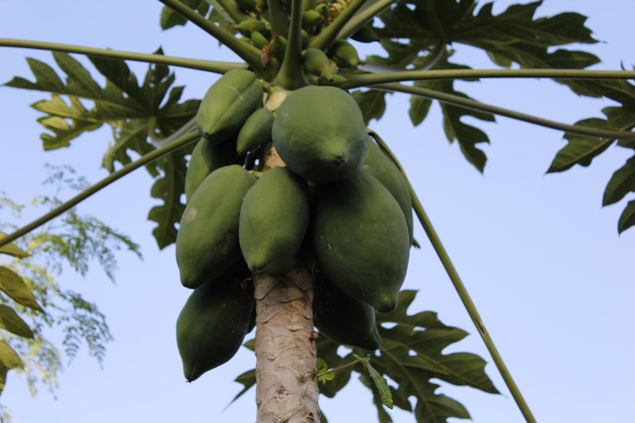 Papaya Fruit