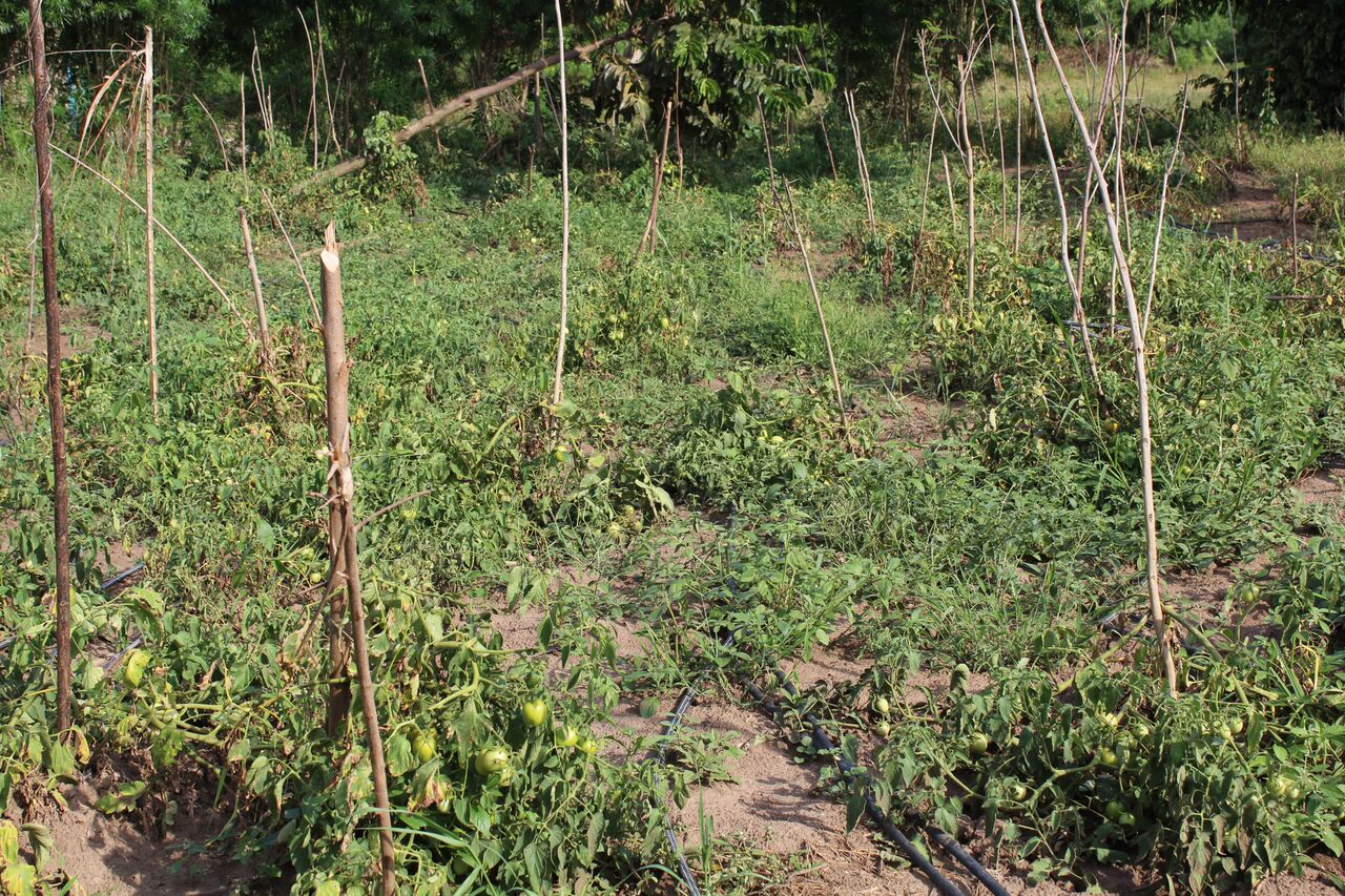 Tomato Plantation