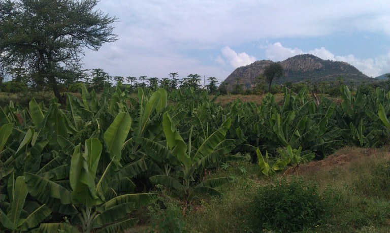 Banana production at Ms. Fatiya Mohamed's farm Banana production at Ms. Fatiya Mohamed's farm