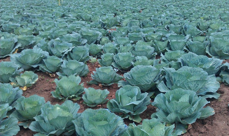 Commercial cabbage production at workshop excursion Commercial cabbage production at workshop excursion